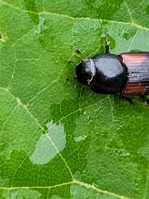 Aphodius varians - változékony trágyabogár
