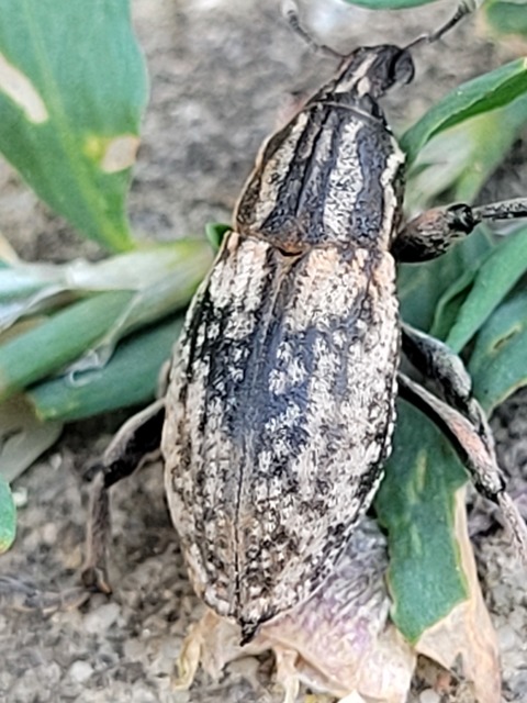 Pseudocleonus cinereus - hamvas barkó