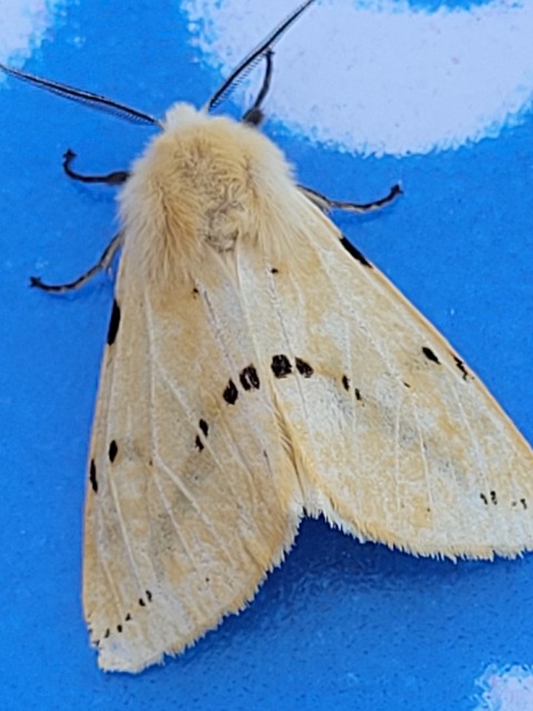 Spilarctia lutea - sárgás medvelepke