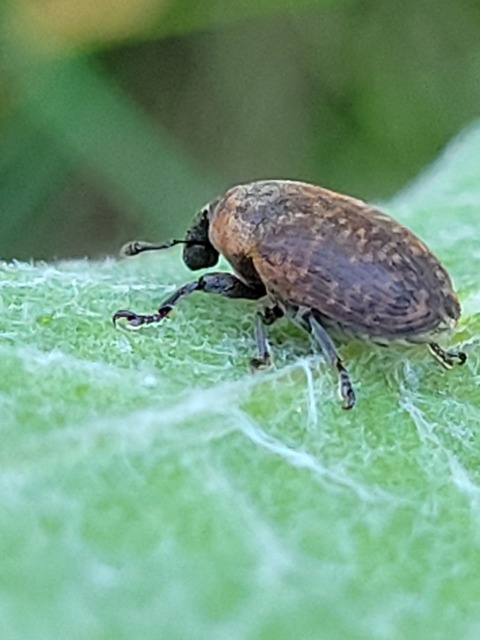 Larinus obtusus - imola-púderbarkó