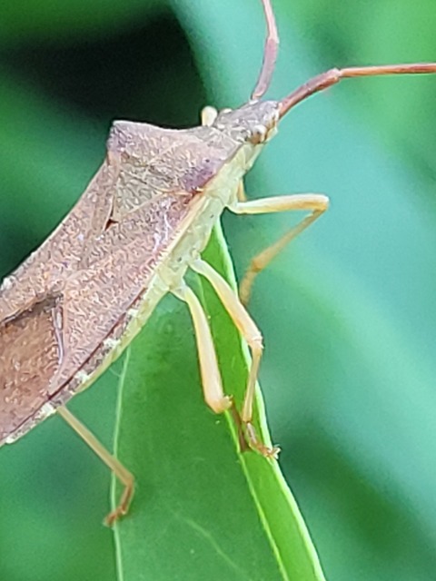 Gonocerus acuteangulatus - aranypetés karimáspoloska