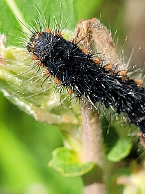 Saturnia pavoniella/pavonia
