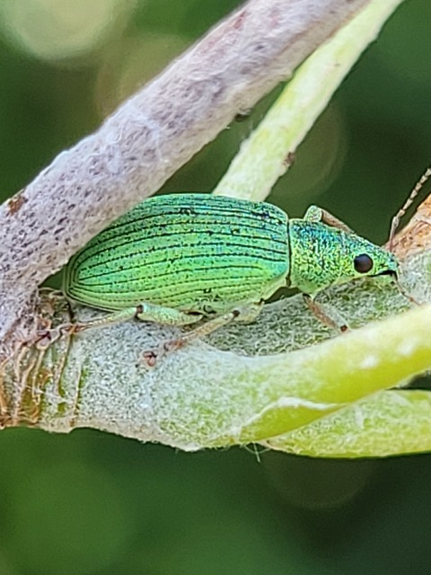 Polydrusus formosus - selymes lombormányos