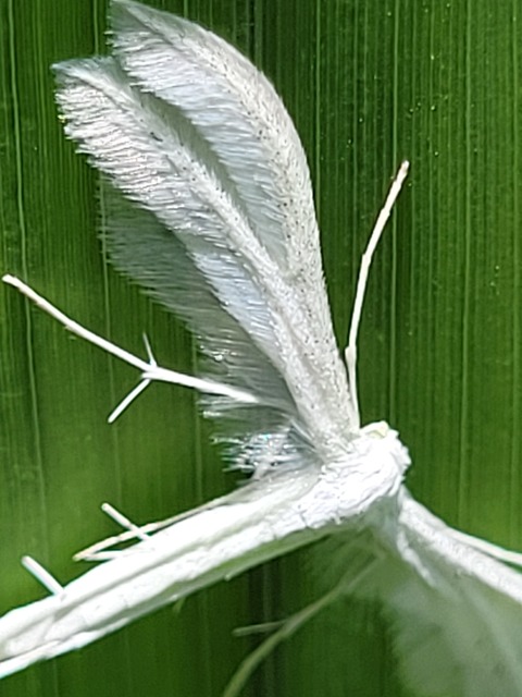 Pterophorus pentadactyla - fehér tollasmoly