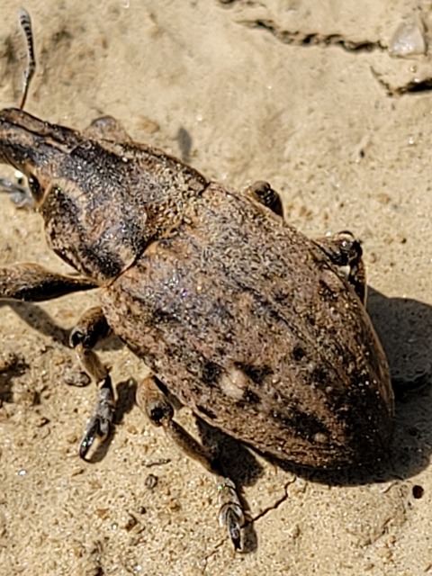 Leucophyes pedestris - négypettyes barkó