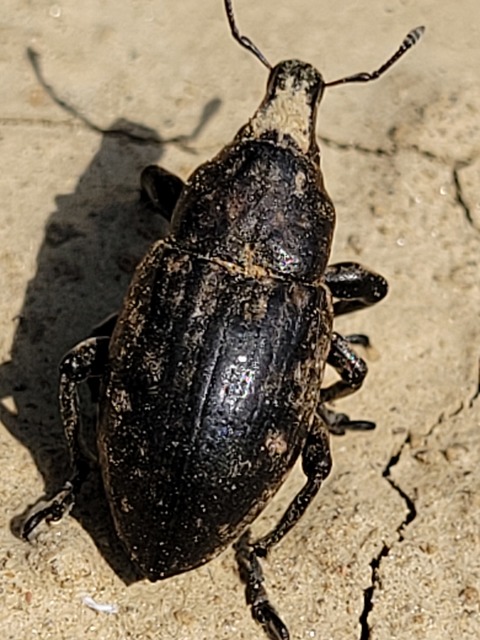 Leucophyes pedestris - négypettyes barkó