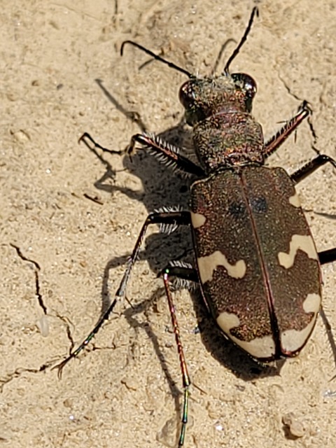 Cicindela hybrida - öves homokfutrinka