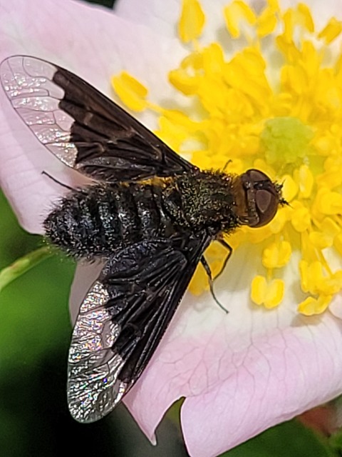 Hemipenthes morio - közönséges gyászlégy