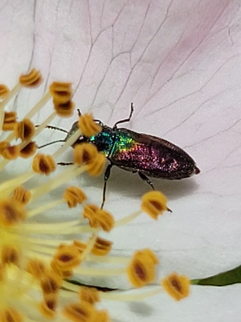 Anthaxia suzannae - Zsuzsanna-virágdíszbogár