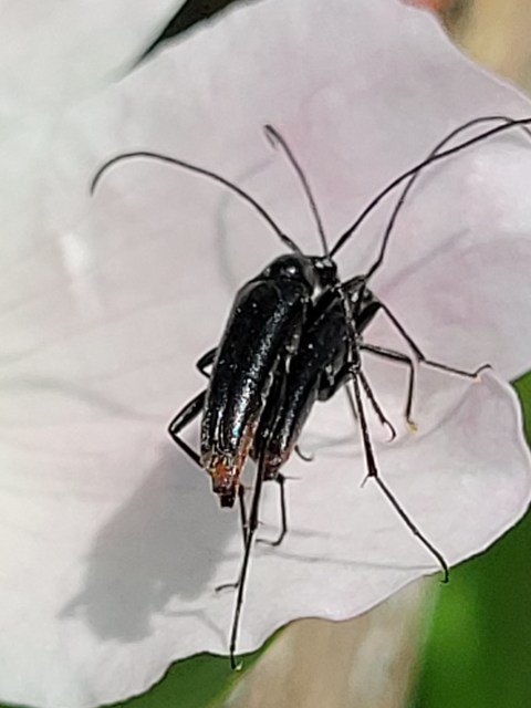 Stenurella nigra - fekete karcsúcincér