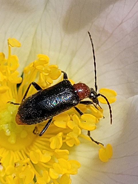 Dinoptera collaris - vörösnyakú virágcincér