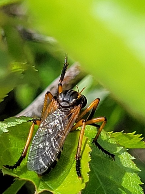 Molobratia teutonus
