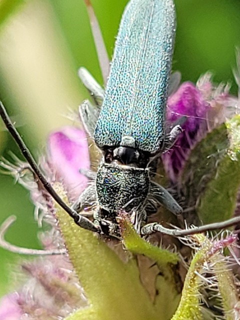 Phytoecia coerulescens - kígyósziszcincér