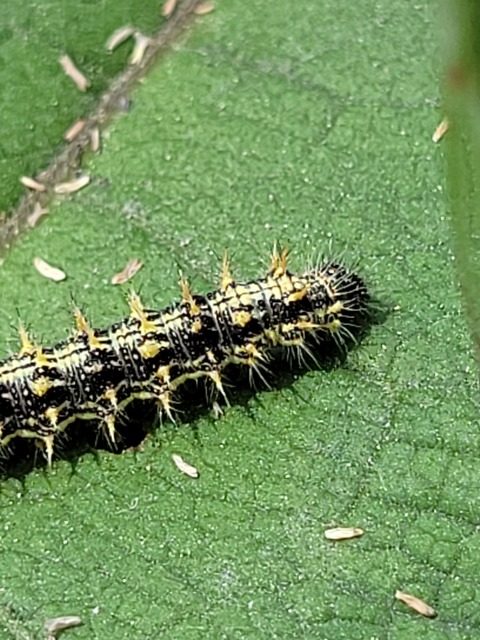 Nymphalis urticae - kis rókalepke