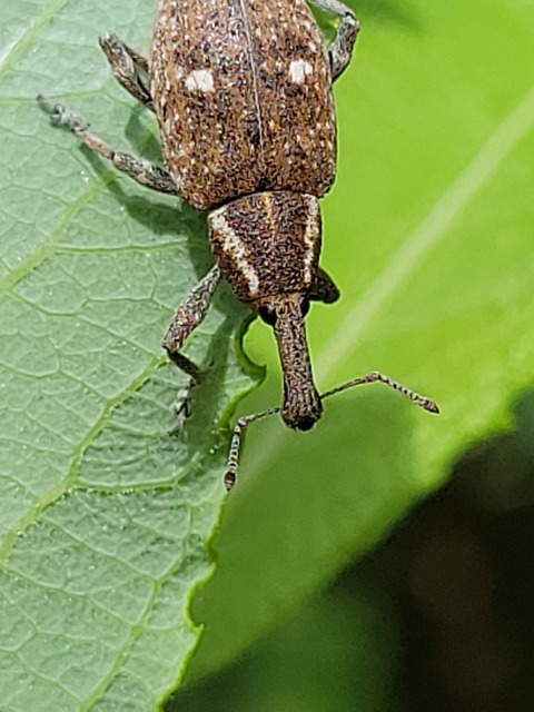 Lepyrus palustris - kétpettyes fűzormányos