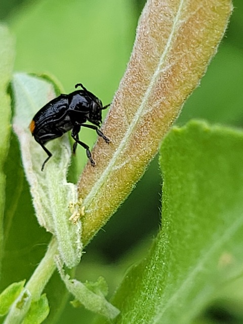 Cryptocephalus biguttatus