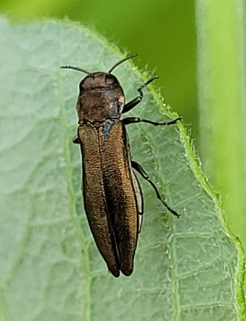 Agrilus viridis - változékony karcsúdíszbogár