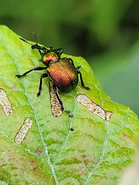 Byctiscus populi - nyárfa-levélsodró