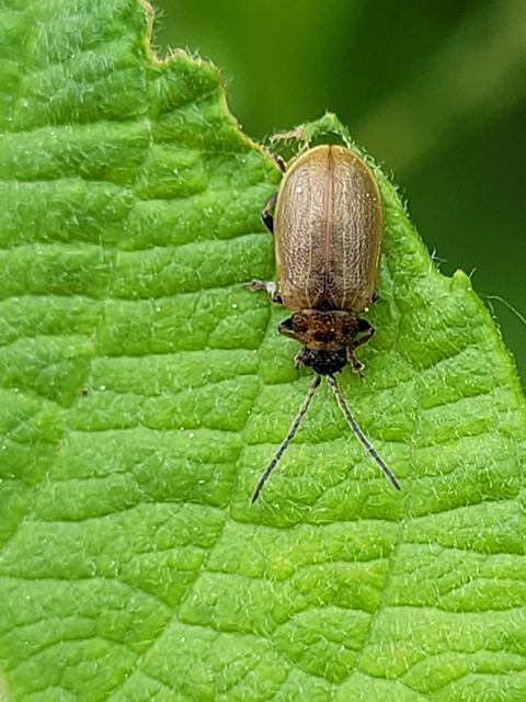 Lochmaea caprea - kecskefűz olajosbogár
