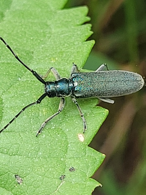 Agapanthia viti