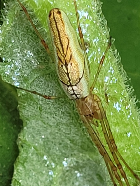 Tetragnatha