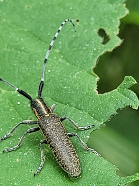 Agapanthia villosoviridescens - fehérgyűrűs bogáncscincér