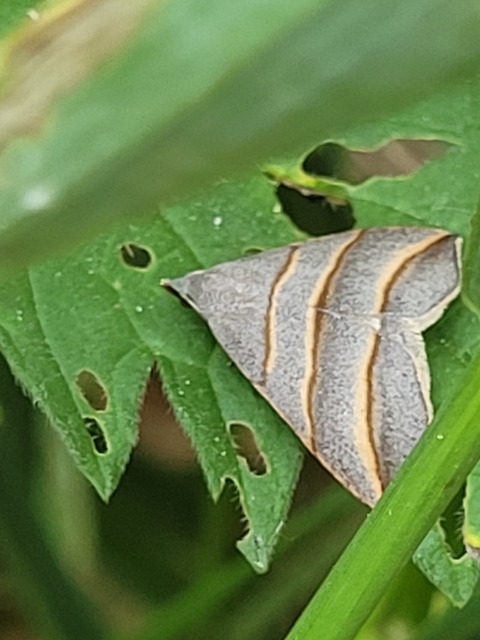 Colobochyla salicalis - háromsávos törpebagoly