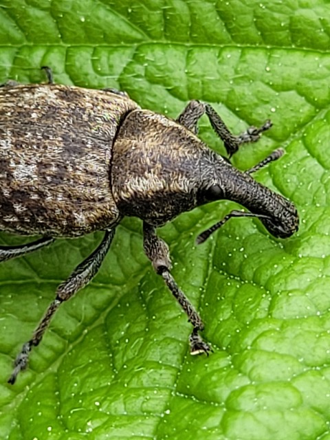 Lepyrus capucinus - pettyes fűzormányos