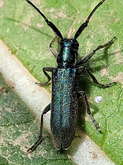 Agapanthia viti