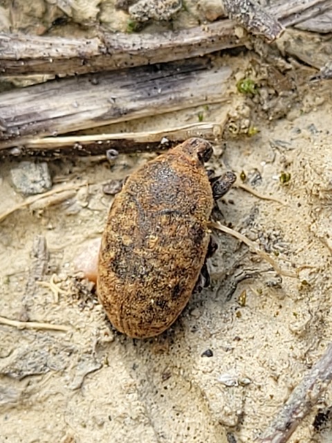 Larinus obtusus - imola-púderbarkó