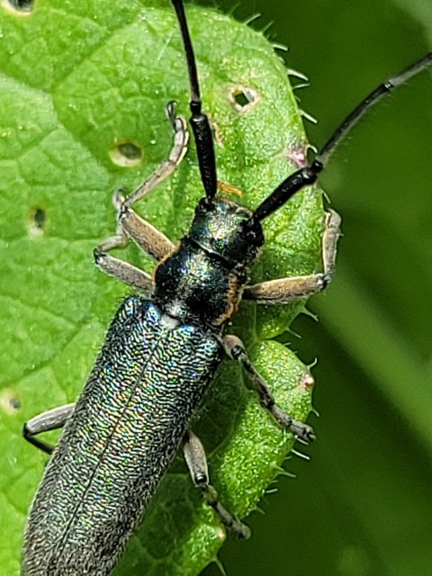 Agapanthia viti