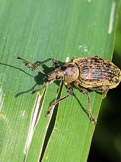 Phyllobius pomaceus - csalán-levélormányos