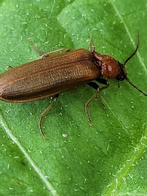 Denticollis linearis - dülledtszemű pattanó