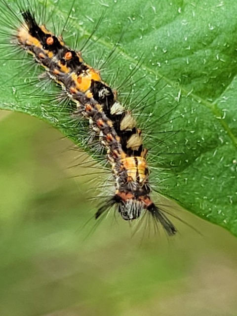 Orgyia antiqua - rozsdabarna kisszövő