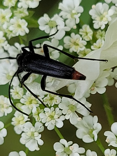 Stenurella nigra - fekete karcsúcincér