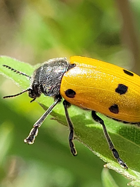 Lachnaia sexpunctata - szőrösnyakú zsákhordóbogár