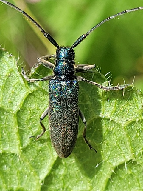 Agapanthia viti