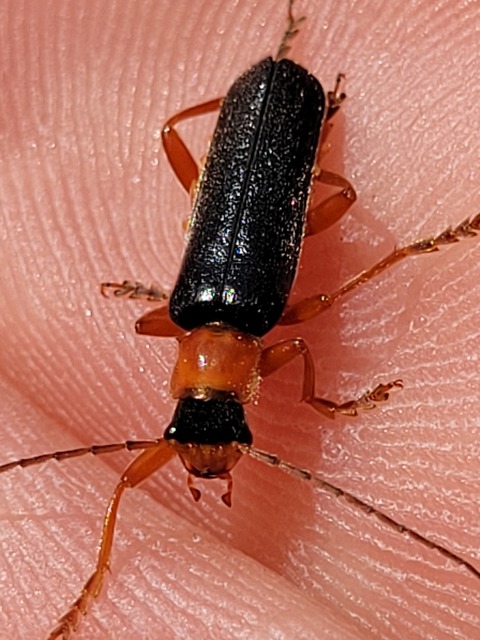 Cordicantharis