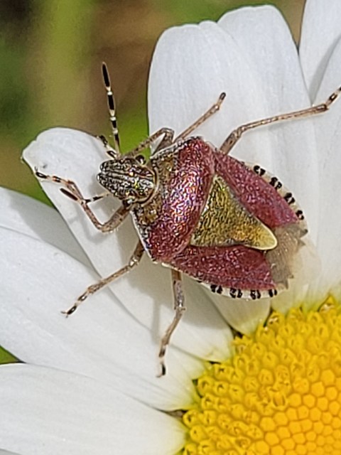 Dolycoris baccarum - közönséges bogyómászó-poloska Dolycoris baccarum - közönséges bogyómászó-poloska