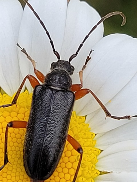 Cortodera villosa - bozontos cserjecincér
