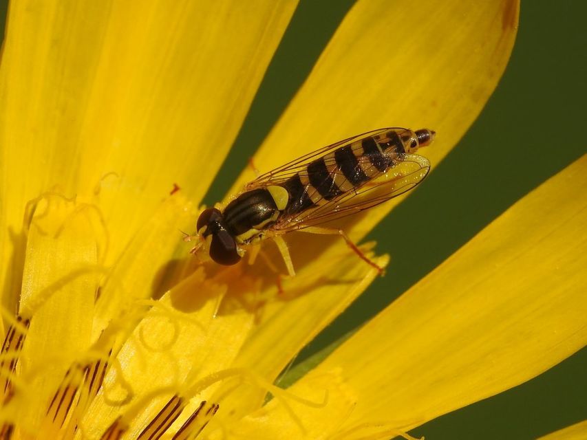 Sphaerophoria