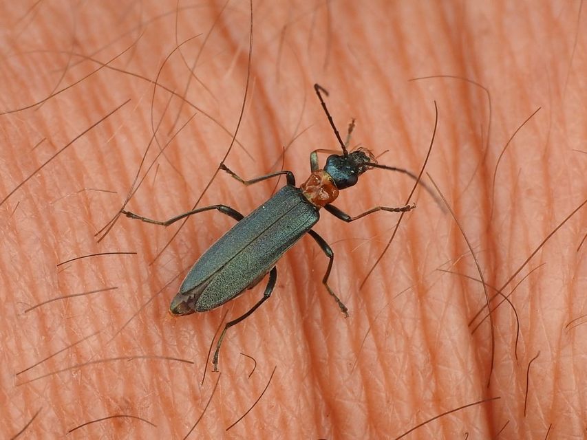 Oedemera croceicollis - pirostorú álcincér