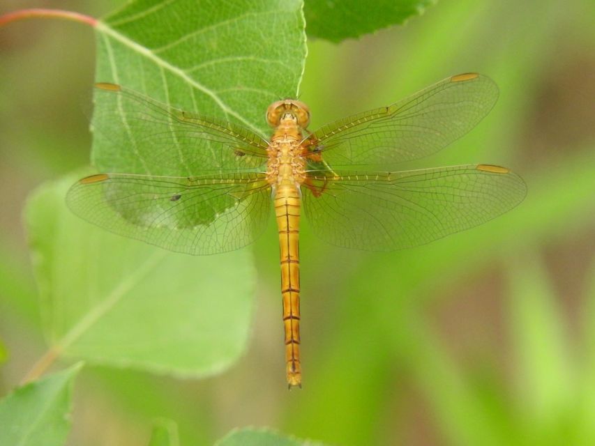 Orthetrum coerulescens - karcsú pásztorszitakötő