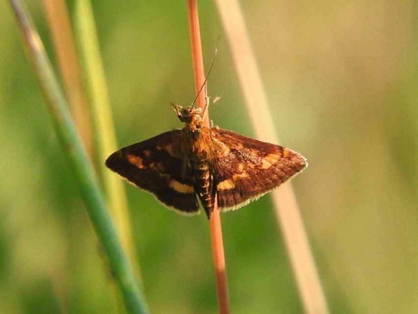 Pyrausta aurata - aranyló bíbormoly