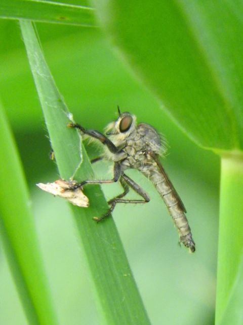 Machimus
