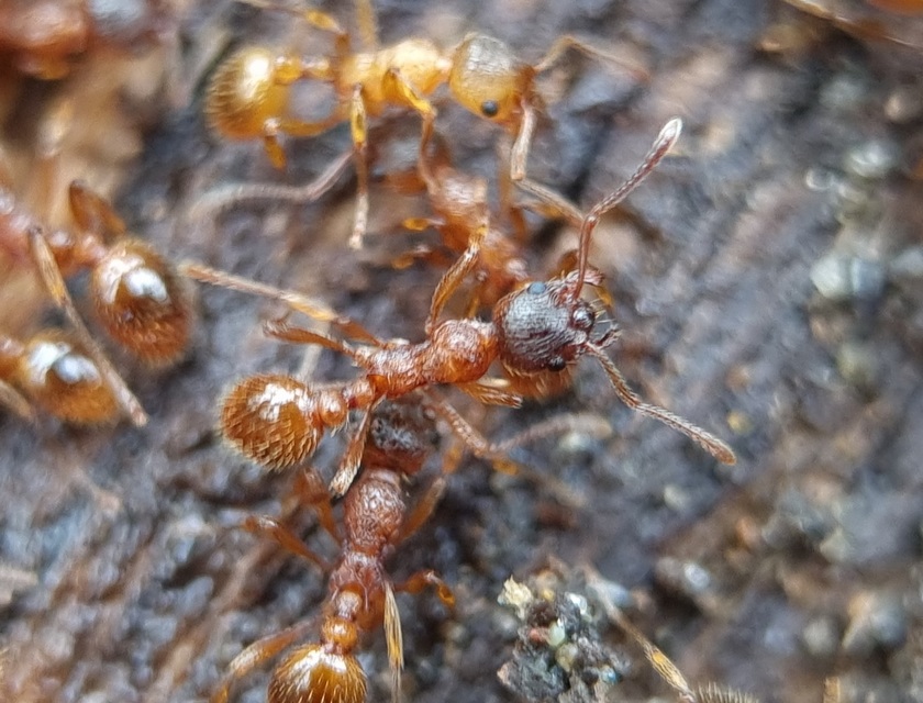Myrmica rubra - közönséges bütyköshangya
