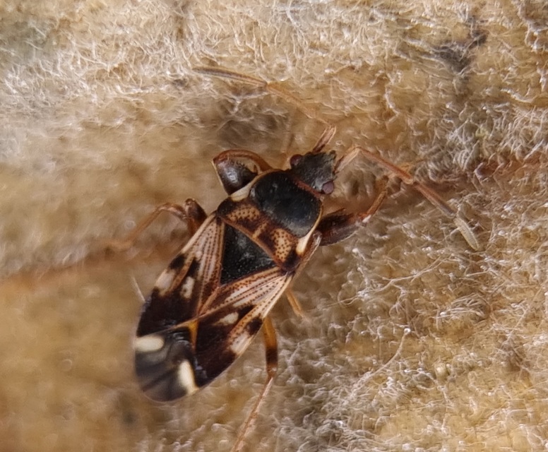 Scolopostethus Scolopostethus