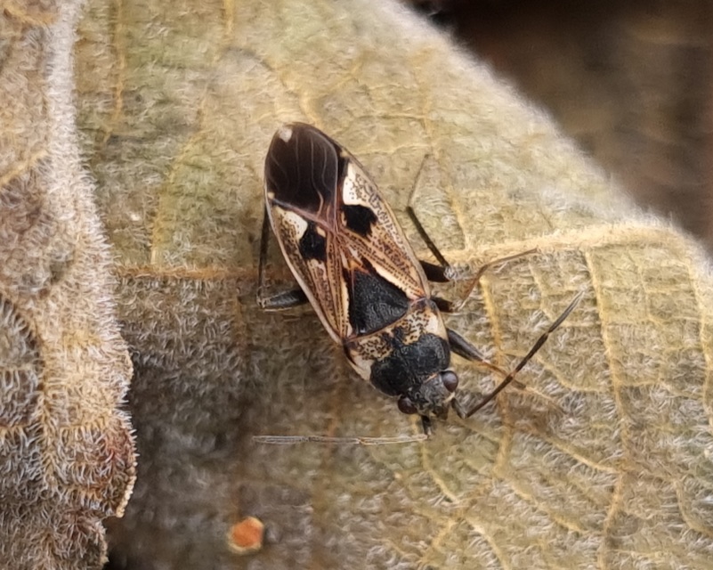 Rhyparochromus vulgaris - közönséges díszesbodobács