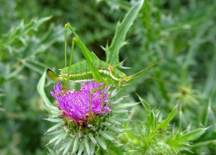 Leptophyes albovittata - közönséges virágszöcske