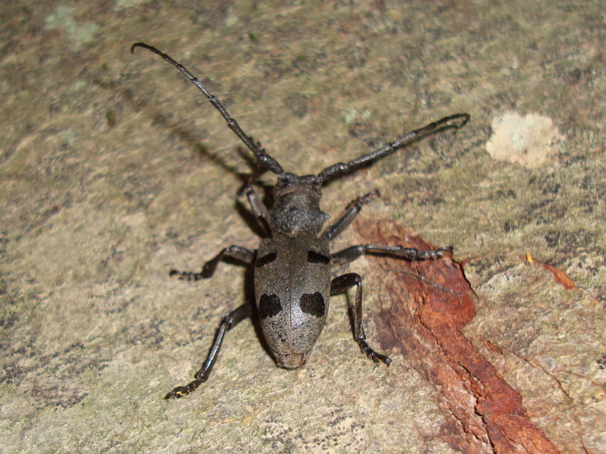 Morimus asper funereus - gyászcincér